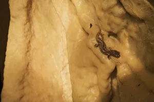 Apennines / Italian cave salamander (Speleomantes italicus) on cave wall, San Marino