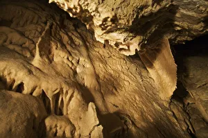 Apennines / Italian cave salamander (Speleomantes italicus) on cave wall, San Marino