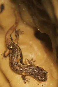 High Angle Shot Prints: Apennines / Italian cave salamander (Speleomantes italicus) San Marino, May 2009