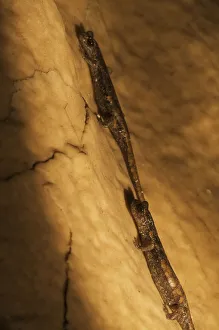 Two Apennines / Italian cave salamanders (Speleomantes italicus) on rock face, San Marino