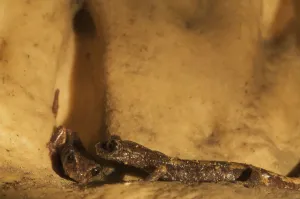 Salamanders Prints: Two Apennines / Italian cave salamanders (Speleomantes italicus) on rock face, San Marino
