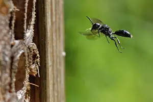 Aphid wasp (Pemphredon sp.) flying towards burrow in an insect hotel carrying a paralysed Rose aphid (Macrosiphum rosae) prey, Wiltshire garden, UK. August