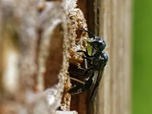 Parasite Prints: Aphid wasp (Pemphredon sp)