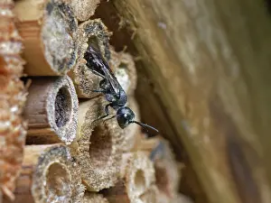 Aphid wasp (Pemphredon sp.) emerging from nest hole in an insect hotel, Wiltshire garden, UK. August