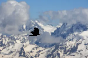 Tom Schandy Prints: Apline / Yellow-billed chough (Pyrrhocorax graculus) in flight, Mount Elbrus, Caucasus