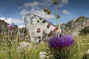 Images Dated 19th July 2011: Apollo butterfly (Parnasius apollo) feeding on flower, Mount Terminillo, Rieti, Lazio