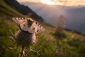 Apollo butterfly (Parnassius apollo) on thistle head in alpine meadow. Nordtirol, Austrian Alps