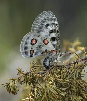 Apollo butterfly (Parnassius apollo) female laying eggs on branch. Parainen, Finland