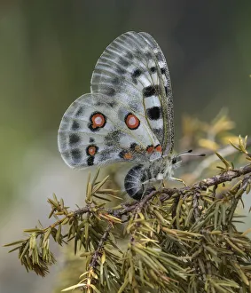Southwest Finland Prints: Apollo butterfly (Parnassius apollo) female laying eggs on branch. Parainen, Finland
