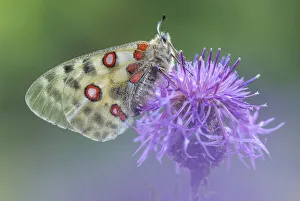 Apollo butterfly (Parnassius apollo) on knapweed flower, Aosta Valley, Gran Paradiso National Park