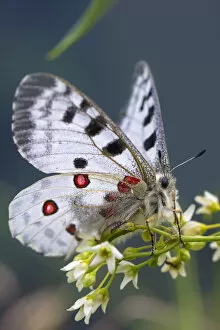 Apollo butterfly (Parnassius apollo) Nordtirol, Austrian Alps. June