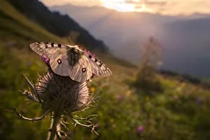 Symmetry Prints: Apollo butterfly (Parnassius apollo) on thistle head in alpine meadow