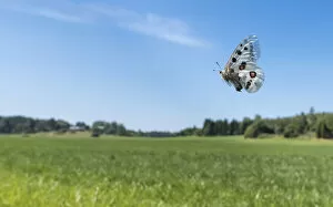 Apollo (Parnassius apollo) butterfly female in flight over field