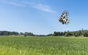 Southwest Finland Prints: Apollo (Parnassius apollo) butterfly female in flight over field