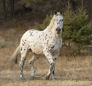 Walking Gallery: Appaloosa horse in ranch, Martinsdale, Montana, USA