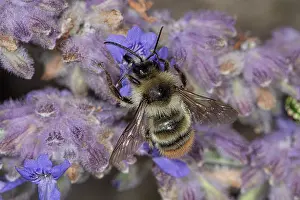 Bumble Bee Prints: Apple bumblebee (Bombus pomorum) male