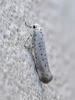 Micromoth Prints: Apple ermine moth (Yponomeuta malinellus) resting on wall