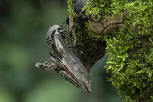 2021 January Highlights Gallery: Apple hawk-moth (Langia zenzeroides formosana) Nzaus Mamei Jianshih Village