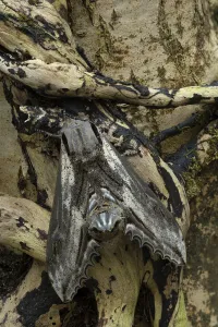 2021 January Highlights Prints: Apple hawk-moth (Langia zenzeroides formosana), Hsssinchu County, Taiwan