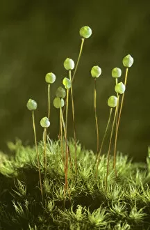 Seeds Gallery: Apple moss (Bartrimia pomiformis) with spore capsules, Inverness-shire, Scotland, UK