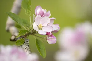 2020 June Highlights Collection: Apple tree (Malus domestica) blossom in orchard in spring, Broxwater, Cornwall, UK. April