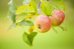 Apples (Malus domestica) growing in traditional orchard at Cotehele National Trust property