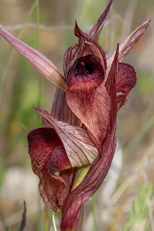Gargano Prints: Apulian serapias (Serapias orientalis apulica) in flower