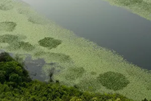 Images Dated 19th May 2008: Aquatic plants at the edge of River Crnojevica, near Pavlova Strana, Rijeka Crnojevica