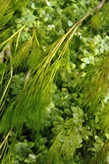 Aquatic plants in River Itchen: Blunt-fruited Water-starwort (Callitriche obtusangula)