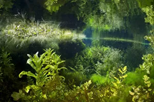 Aquatic plants in a spring of the Gacka River, Croatia