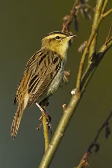Images Dated 17th May 2015: Aquatic warbler (Acrocephalus paludicola) Nemunas River Delta, Lithuania