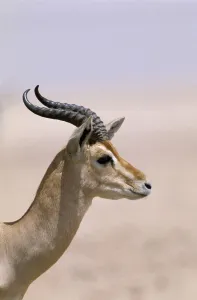 Middle East Prints: Arabian gazelle (Gazella gazella), Jaluni, Oman, May