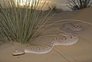 Arabian Horned Viper (Cerastes gasperetti) in desert, Sharjah, UAE