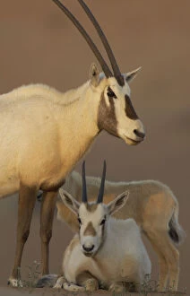 Arabia Gallery: Arabian oryx (Oryx leucoryx) family, Dubai Desert Conservation Reserve, Dubai, UAE