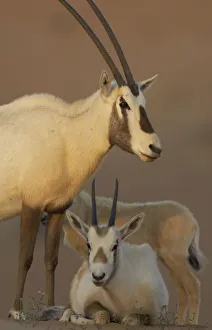 Arabia Gallery: Arabian oryx (Oryx leucoryx) family, Dubai Desert Conservation Reserve, Dubai, UAE