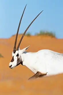 Middle East Prints: Arabian oryx (Oryx leucoryx) restin gin the sand dunes