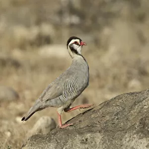 2020 December Highlights Gallery: Arabian partridge (Alectoris melanocephala) Al Mughsayl, Oman, November