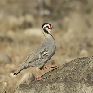 Middle East Prints: Arabian partridge (Alectoris melanocephala) Al Mughsayl, Oman, November