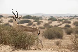 Middle East Prints: Arabian sand gazelle (Gazella arabica) walking through desert scrub