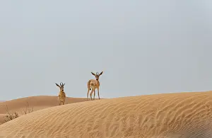 Middle East Prints: Arabian sand gazelles (Gazella arabica) standing on sand dunes