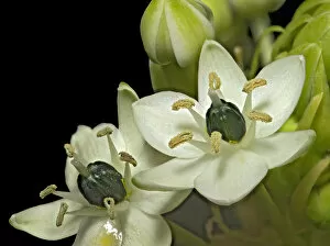 Arabian star flower (Ornithogalum arabicum) in visible light. Nectar visible in lower flower