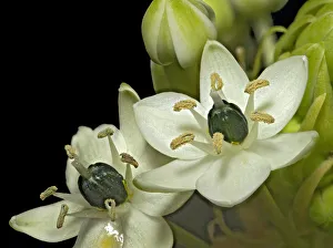 Pistils Prints: Arabian star flower (Ornithogalum arabicum) in visible light