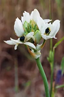 Asparagaceae Prints: Arabian starflower (Ornithogalum arabicum) in flower