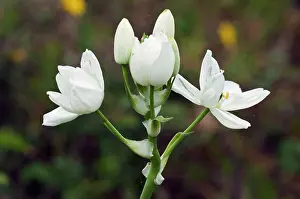 Asparagaceae Prints: Arabian starflower (Ornithogalum arabicum) in flower