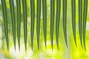 Green Gallery: Arayat pitogo (Cycas riuminiana) occurs in Philippines. Botanic Garden Amsterdam