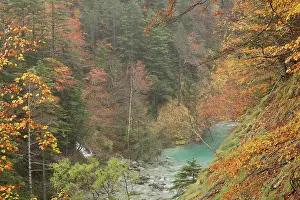 Spanish Pyrenees Prints: Arazas river flowing through autumnal forest
