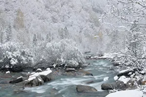Cold Weather Prints: Arazas river flowing through frost-covered forest