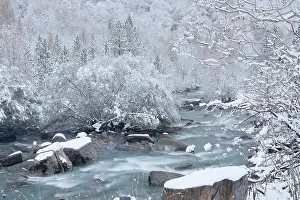 Cold Weather Prints: Arazas river flowing through frost-covered forest