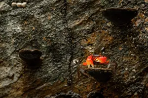 Crustracea Prints: Arboreal crab (Malagasya antongilensis) on mushroom