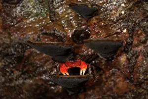 Crustracea Prints: Arboreal crab (Malagasya antongilensis) on a mushroom, Masoala National Park, Madagascar